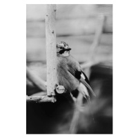 Umělecká fotografie Birdie Photo,Close-up of jay perching on feeder, Iolu  Marian Beniamin / 500