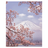 Fotografie Mt. Fuji in the cherry blossoms, Makiko Samejima, 30 × 40 cm