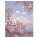 Fotografie Mt. Fuji in the cherry blossoms, Makiko Samejima, 30 × 40 cm