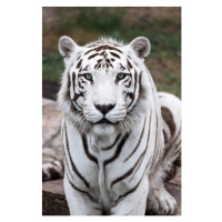 Umělecká fotografie Big white tiger in the zoo, JJAF, (26.7 x 40 cm)