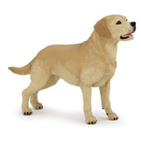 Labrador