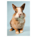 Fotografie One rabbit, studio shot, Image Source, 26.7 × 40 cm