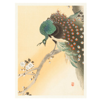 Obrazová reprodukce Peacock & Cherry Blossom, Ohara Koson, 30 × 40 cm