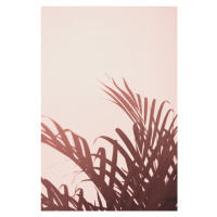 Fotografie Palm leaves_2, Studio III, 26.7 × 40 cm