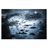 Fotografie Underwater exploration, Takashi Suzuki, 40 × 26.7 cm