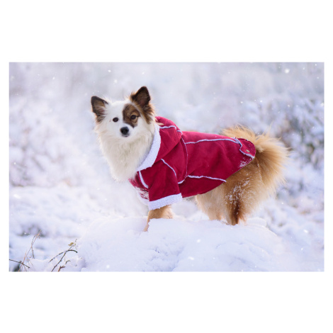Vsepropejska Blair zimní kabátek pro psa Barva: Vínová, Délka zad (cm): 24, Obvod hrudníku: 36 -