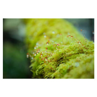 Fotografie Close-up Moss with the dropped water, Namthip Muanthongthae, 40 × 26.7 cm