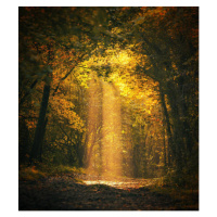 Fotografie Magical forest landscape with sunbeam lighting, FrankyDeMeyer, 35x40 cm