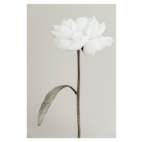 Fotografie Peony 07, Studio Collection, (26.7 x 40 cm)