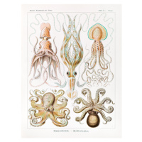 Obrazová reprodukce Gamochonia–Trichterkraken (Octopus / Academia) - Ernst Haeckel, 30x40 cm
