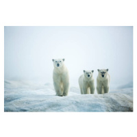 Fotografie Polar Bears in Fog, Hudson Bay, Nunavut, Canada, Paul Souders, 40x26.7 cm