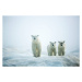 Fotografie Polar Bears in Fog, Hudson Bay, Nunavut, Canada, Paul Souders, 40 × 26.7 cm