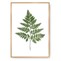 Dekoria Plakát Fern Green, 50 x 70 cm, Volba rámu: zlatý