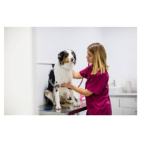 Fotografie dog medical checkup at veterinary clinic, Lourdes  Balduque, 40 × 26.7 cm