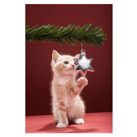 Umělecká fotografie Kitten pawing Christmas decoration on tree, Martin Poole, (26.7 x 40 cm)