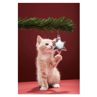 Fotografie Kitten pawing Christmas decoration on tree, Martin Poole, 26.7 × 40 cm