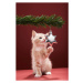 Umělecká fotografie Kitten pawing Christmas decoration on tree, Martin Poole, (26.7 x 40 cm)