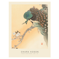 Obrazová reprodukce Peacock & Honey Blossom (Special Edition) - Ohara Koson, 30 × 40 cm