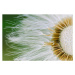 Fotografie Dandelion Close-Up, Daniela Garling, (40 x 26.7 cm)