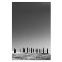 Fotografie Cypress Trees, Tuscany, StephenBridger, 26.7x40 cm