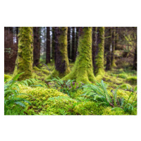 Fotografie Moss and ferns at old forest, Santiago Urquijo, 40 × 26.7 cm