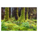 Fotografie Moss and ferns at old forest, Santiago Urquijo, 40 × 26.7 cm