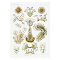 Obrazová reprodukce Bryozoa–Moostiere (1904), Ernst Haeckel, 30 × 40 cm