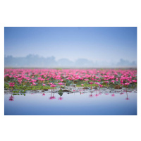 Fotografie Sea of pink lotus., thekob, 40x26.7 cm