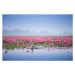 Fotografie Sea of pink lotus., thekob, (40 x 26.7 cm)