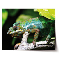 Sablio Plakát Chameleon - 120x80 cm