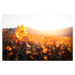 Fotografie Golden flowers on a field next to hills, MarsYu, 40 × 26.7 cm