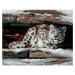 Diamantové malování - SNĚŽNÝ LEOPARD V ÚKRYTU (D. RUSTY RUST) Rozměr: 40x50 cm, Rámování: vypnut