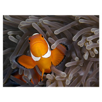 Fotografie Anemonefish, Henry Jager, 40 × 30 cm