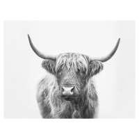 Umělecká fotografie Highland bull, Sisi & Seb, (40 x 30 cm)