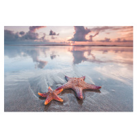 Fotografie Starfish on beach, IvanMikhaylov, 40x26.7 cm
