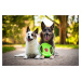 Nuss frisbee pro psa z lana | 22 cm Barva: Zelená, Průměr: 22 cm