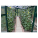 Zahradní skleník Limes PRIMUS J 6 lakovaný LI852111106