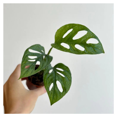 Monstera adansonii Mint baby