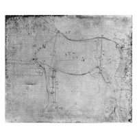 Obrazová reprodukce Study of a Horse (metal point on paper), Leonardo da Vinci, 40 × 35 cm