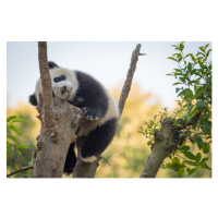 Fotografie Panda cub sleeping in a tree, © Philippe LEJEANVRE, 40 × 26.7 cm