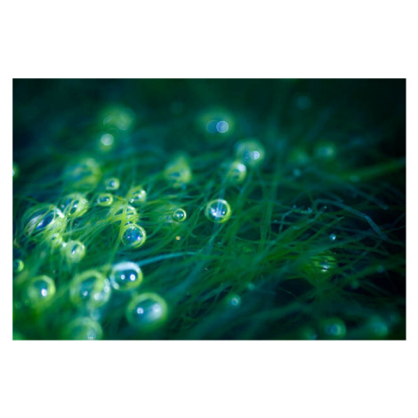 Fotografie Sea Bubbles, stealasecond, (40 x 26.7 cm)