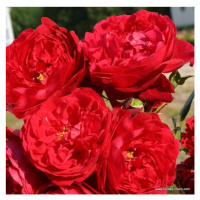 Růže pnoucí Kordes 'Florentina' květináč 5 litrů, vyvazovaná