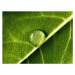 Fotografie water drop on leaf, Mark Mawson, (40 x 30 cm)