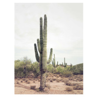 Fotografie Desert Cactus, Sisi & Seb, 30x40 cm