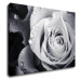 Impresi Obraz Černobílá růže s kapkami vody - 70 x 50 cm