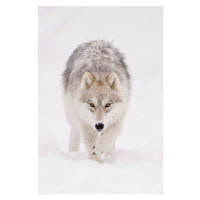 Fotografie Portrait of arctic wolf  in, Maxime Riendeau, 26.7 × 40 cm