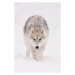 Fotografie Portrait of arctic wolf  in, Maxime Riendeau, 26.7 × 40 cm