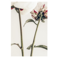 Fotografie Peony 01, Studio Collection, 26.7 × 40 cm