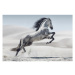 Obraz na skle Bílý kůň 120x80 cm