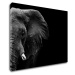 Impresi Obraz Slon na černém pozadí - 90 x 70 cm